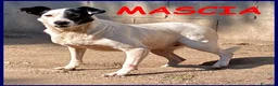 Meticcio cani in regalo: MASCIA bella e particolare! - Annuncio 4
