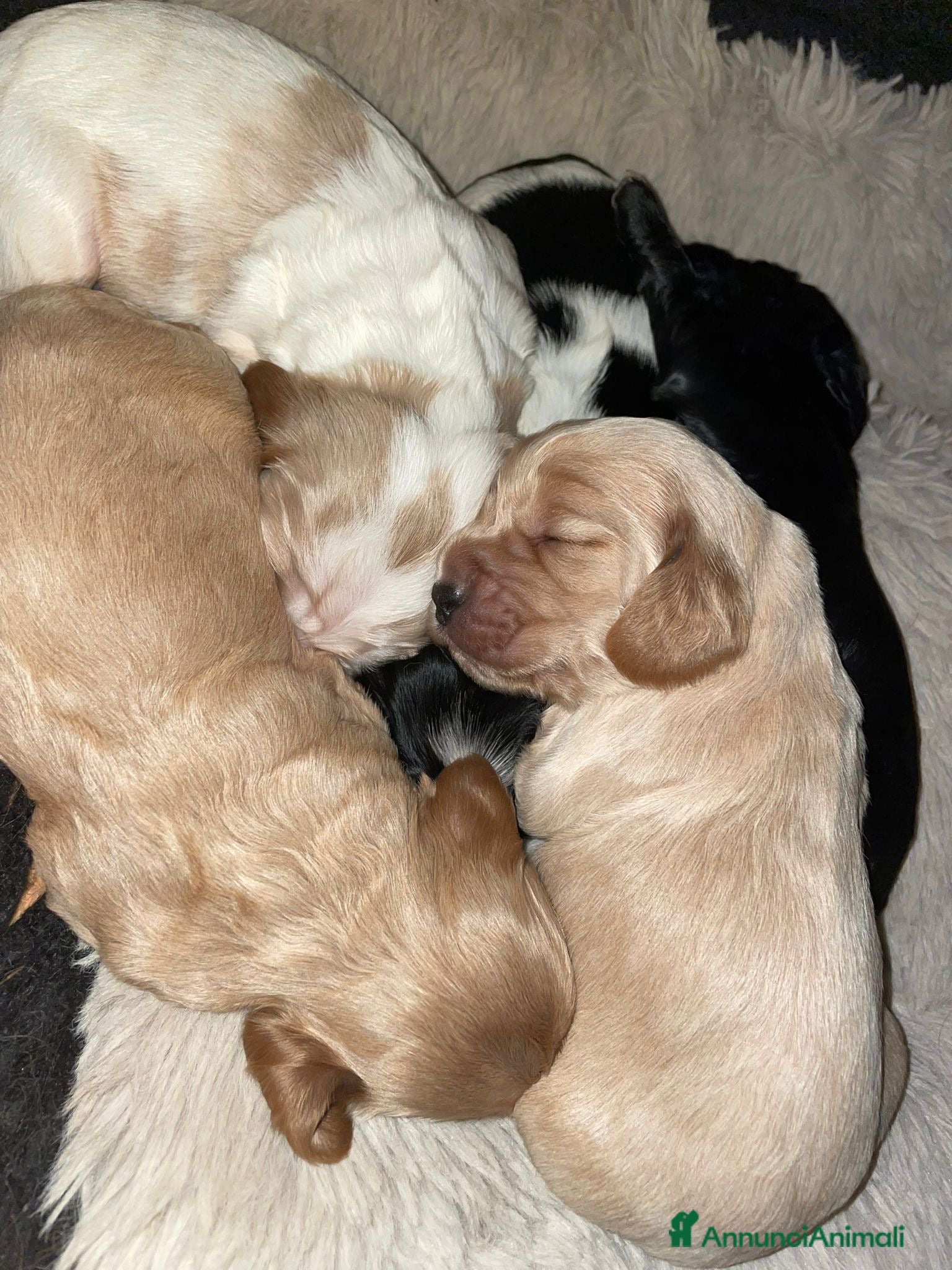 Cocker cani Cuccioli di Cocker SpanielLinea Inglese Rari - Annuncio 17