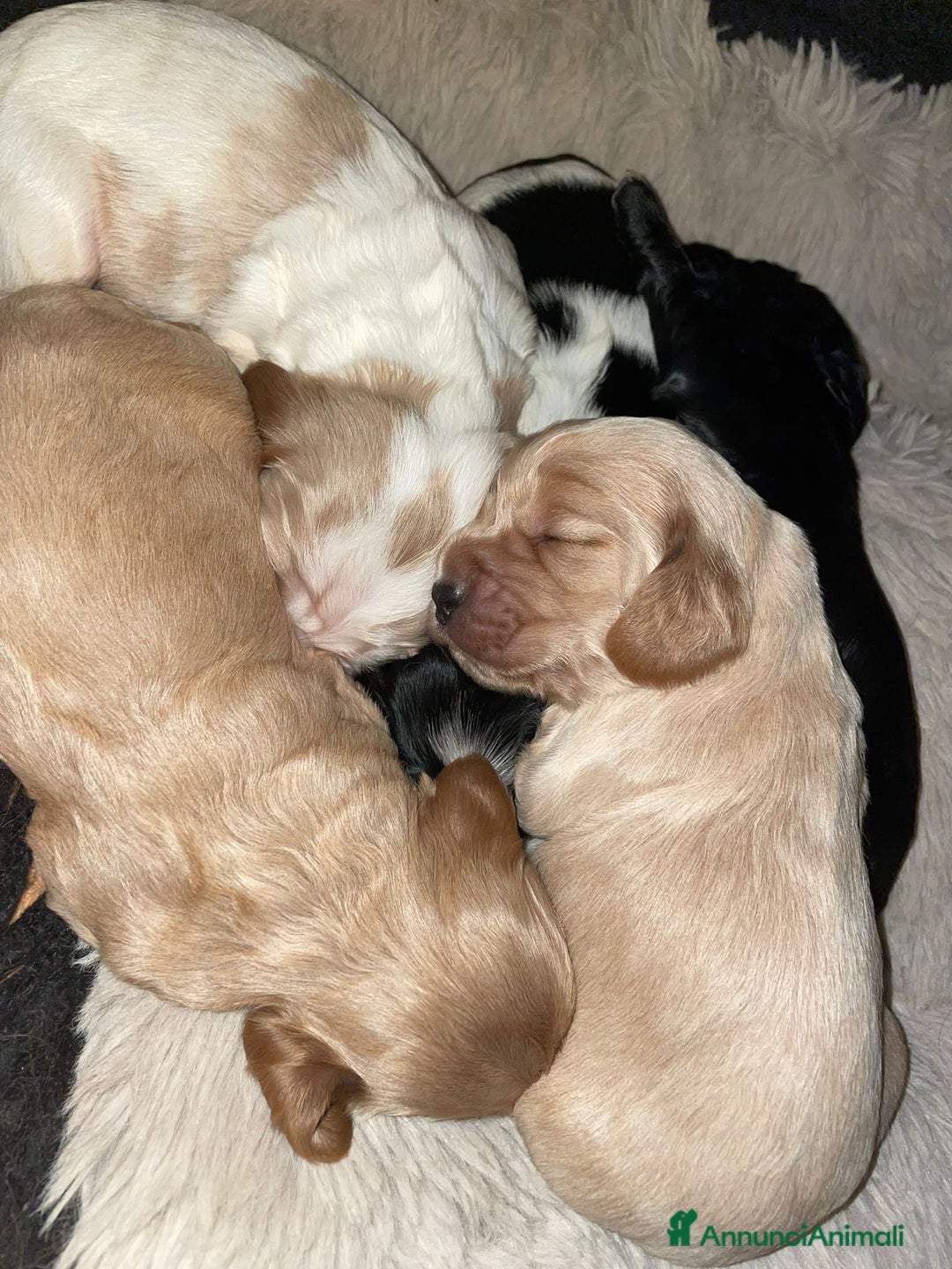 Cocker cani in vendita: Cuccioli di Cocker SpanielLinea Inglese Rari - Annuncio 1