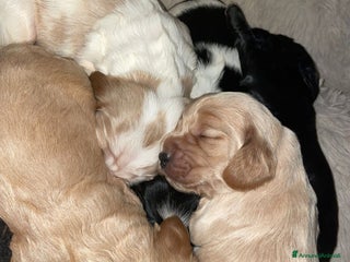 Cocker cani Cuccioli di Cocker SpanielLinea Inglese Rari - Annuncio 12