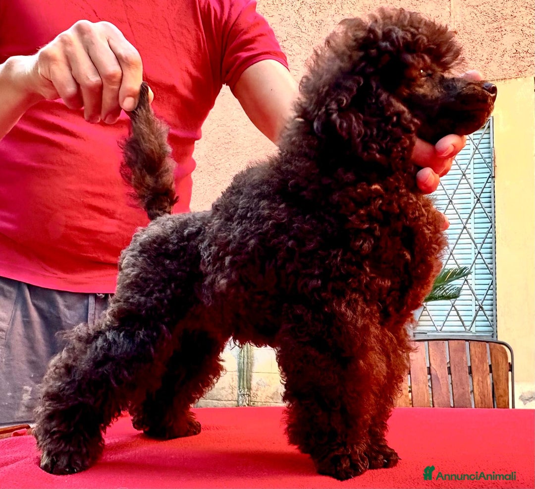 Barbone cani in vendita: CUCCIOLI DI BARBONE TOY/NANO - Annuncio 5