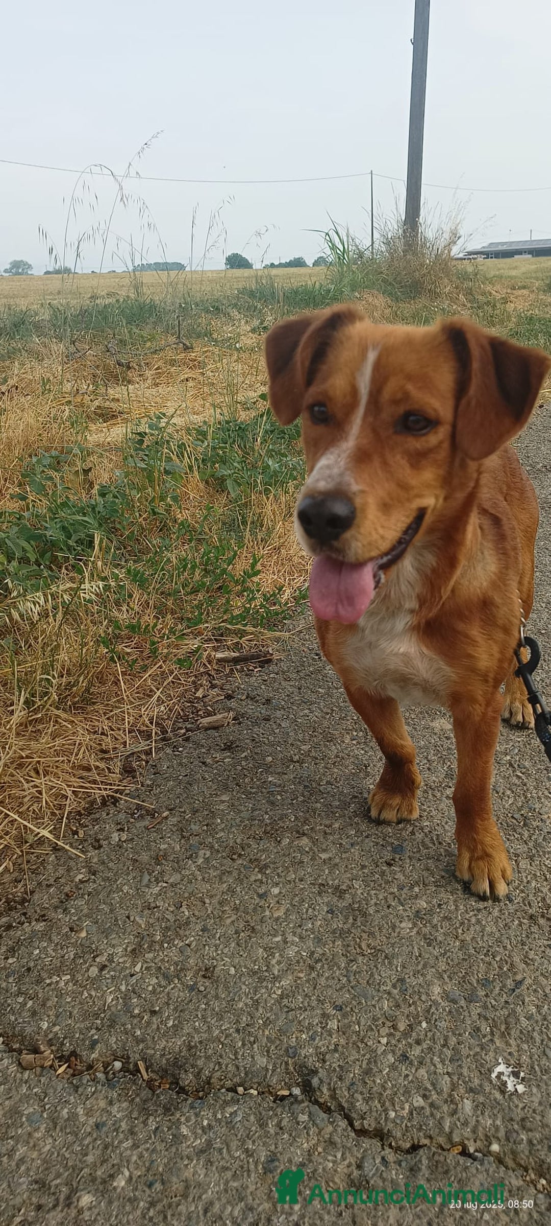 Meticcio cani in regalo: Bucky: cane di due anni - Annuncio 4