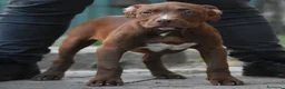 American Bully cani in vendita: Cucciole di American Bully XL. - Annuncio 4