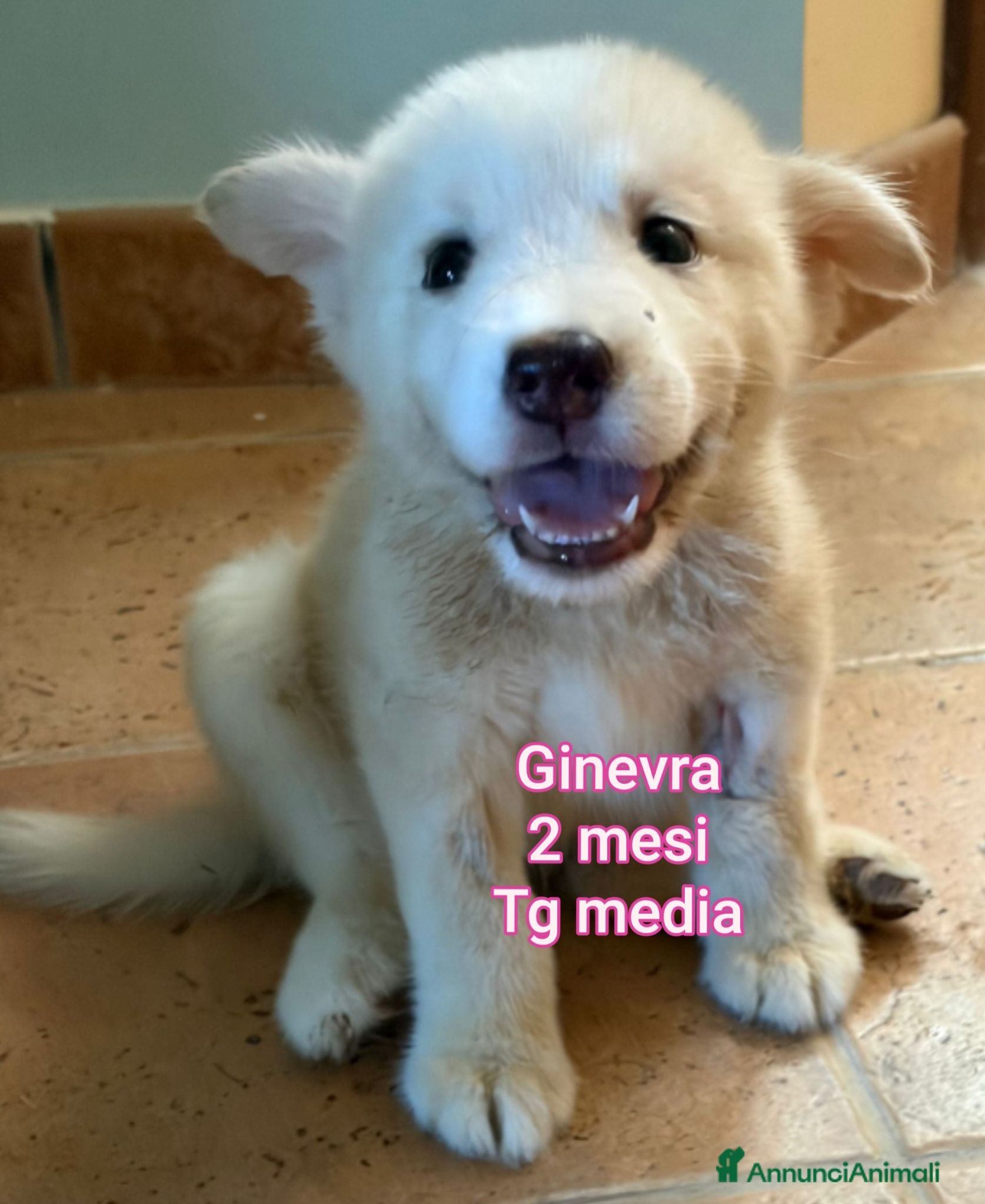 Meticcio cani ADOTTA UN CUCCIOLO! - Annuncio 31