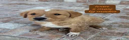 Meticcio cani in regalo: Cuccioli, non hanno chiesto di nascere  a Provincia di Brescia - Annuncio 8