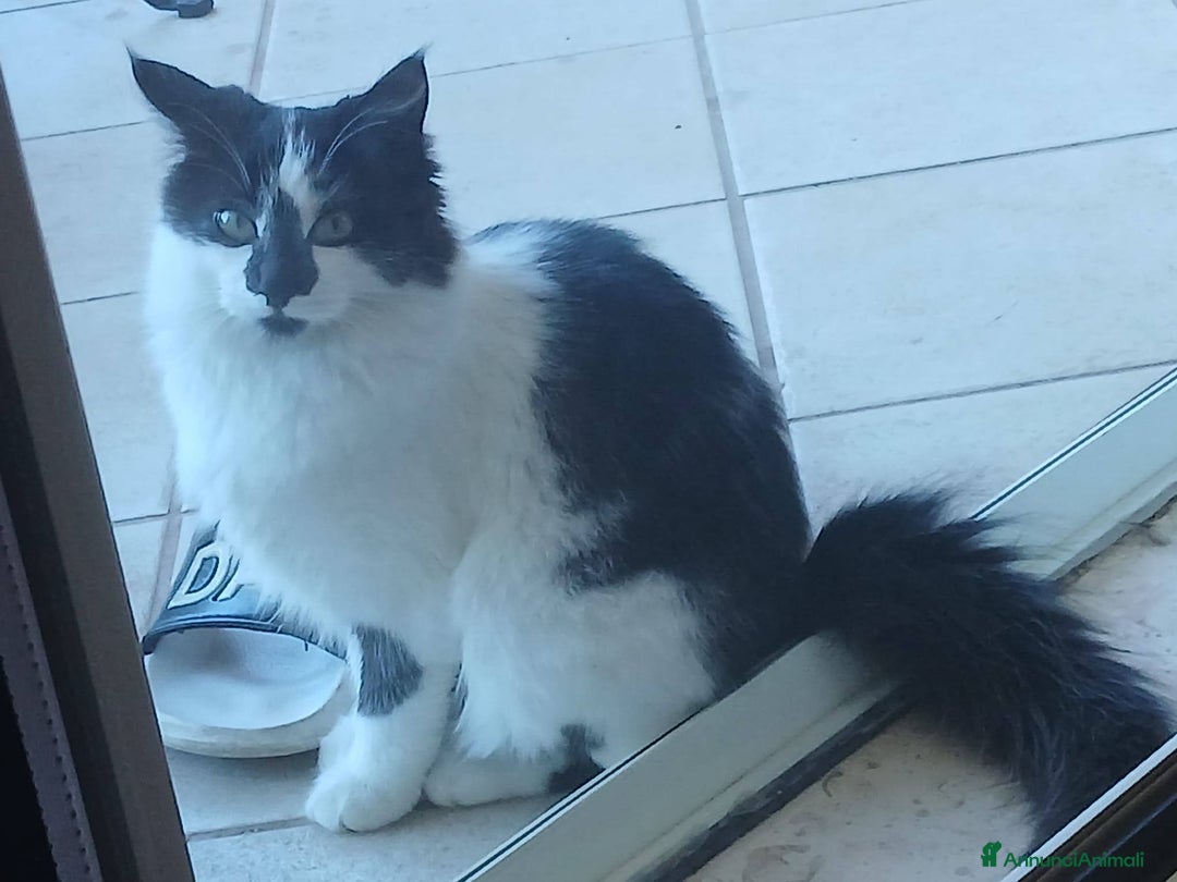 Meticcio gatti in regalo: Cleo gattina smorfiosa - Annuncio 1