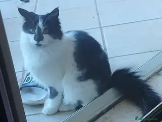 Meticcio gatti Cleo gattina smorfiosa - Annuncio 20