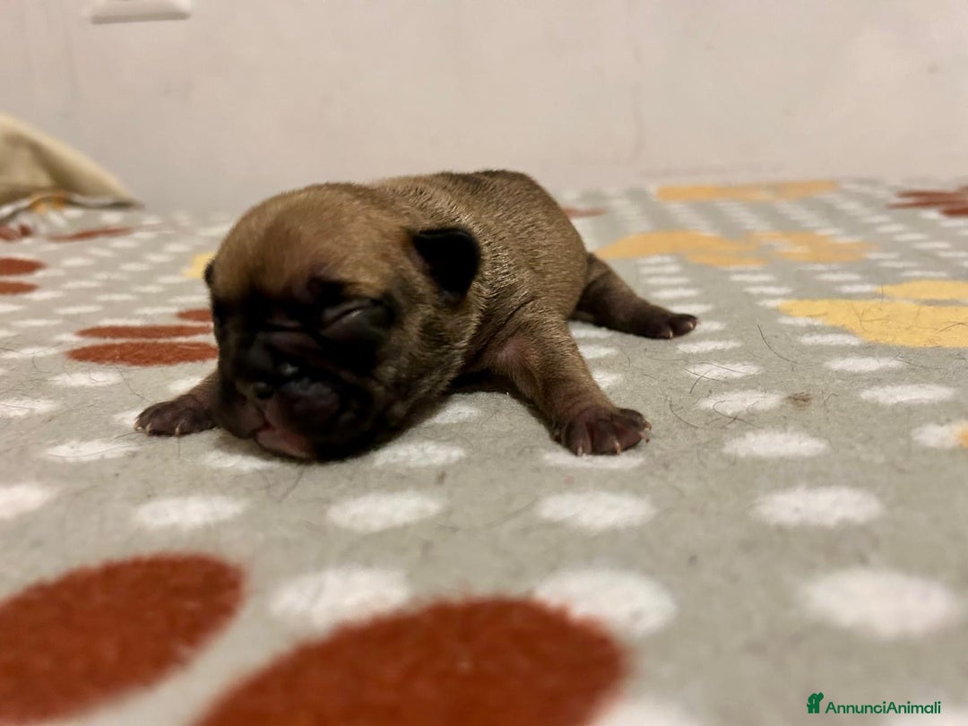 Bulldog Francese cani in vendita: cuccioli di Bulldog francese Red  - Annuncio 5