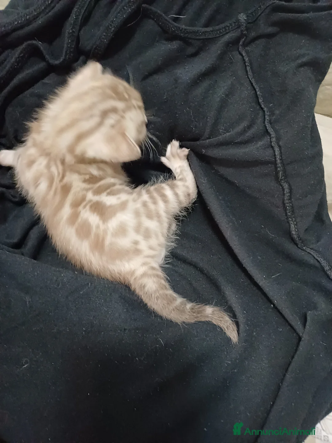 Bengala gatti in vendita: Gatto del bengala  - Annuncio 8