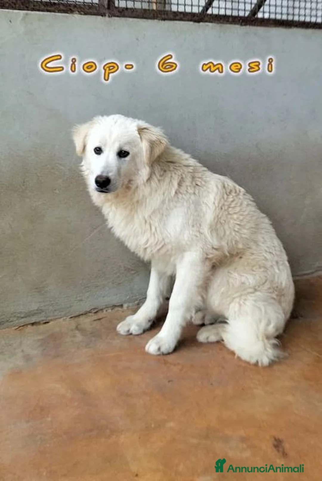 Meticcio cani in regalo: CIP e CIOP ancora cuccioloni a Provincia di Lucca - Annuncio 2