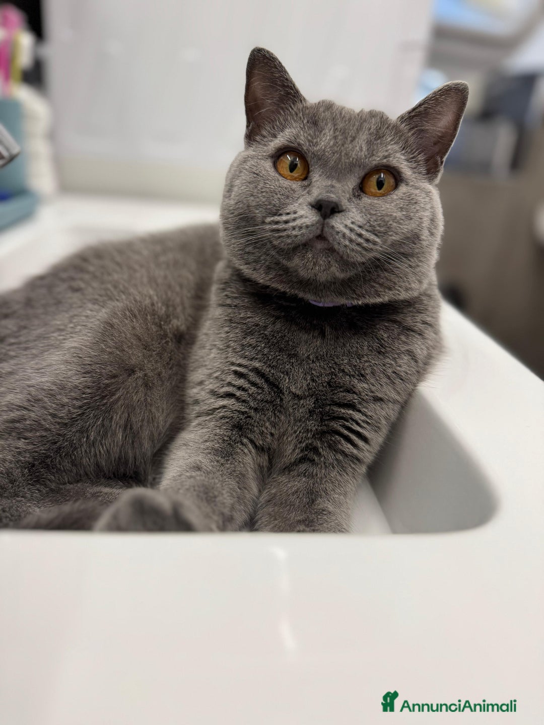 Scottish gatti per accoppiamento: Gattina Scottish cerca per accoppiamento  - Annuncio 3