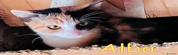 Europeo gatti in regalo: 🧡 ALBA  DOLCE GATTINA CERCA CASA  a Città metropolitana di Roma Capitale - Annuncio 4