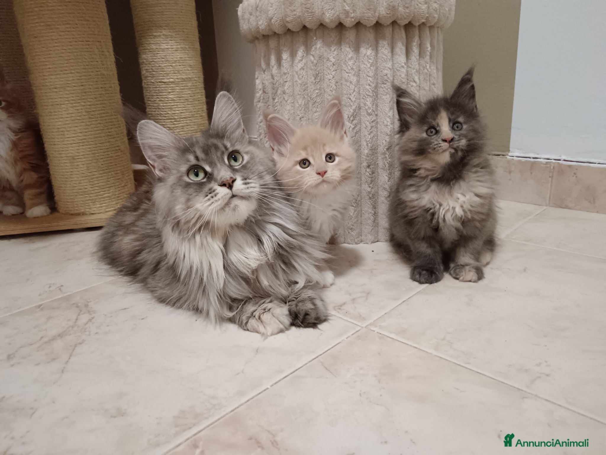 Maine Coon gatti Femmina maine coon con pedigree FIFE  - Annuncio 2
