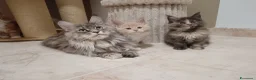 Maine Coon gatti in vendita: Femmina maine coon con pedigree FIFE  - Annuncio 2