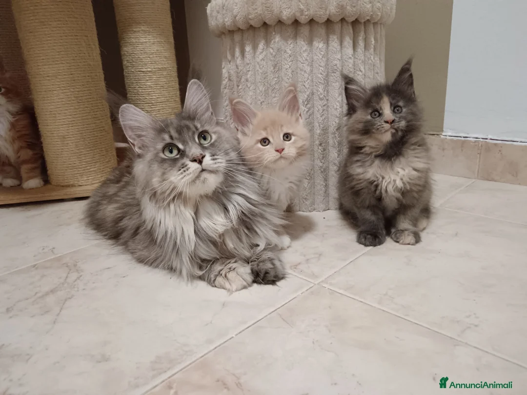 Maine Coon gatti in vendita: Femmina maine coon con pedigree FIFE  - Annuncio 2
