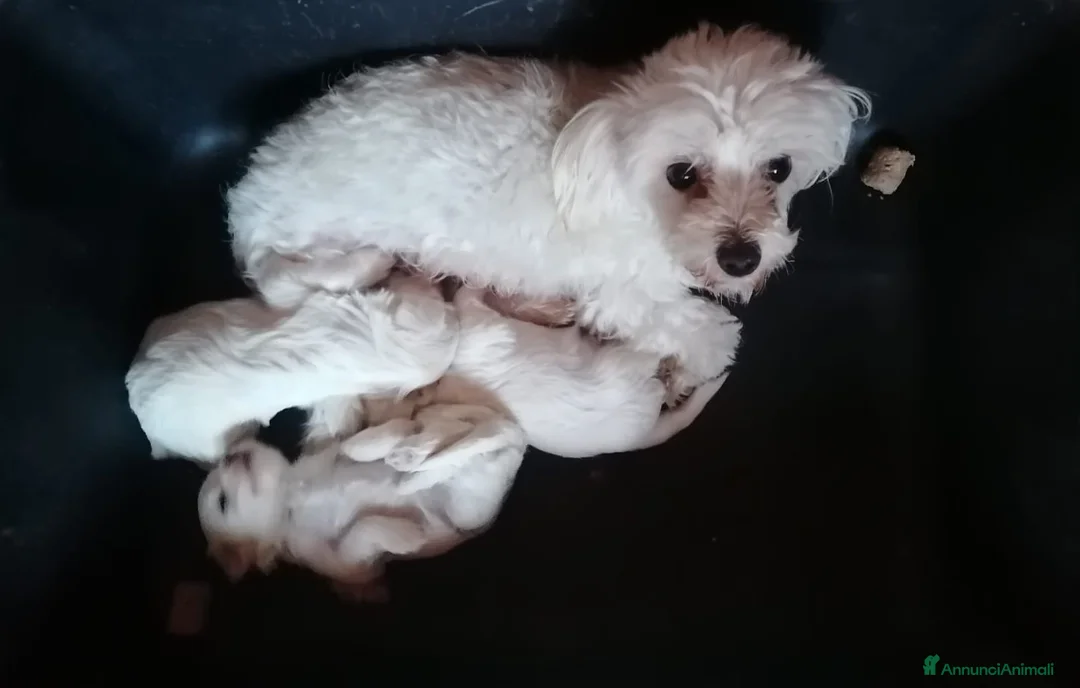 Maltese cani in vendita: Maltese cucciolo maschio  - Annuncio 8