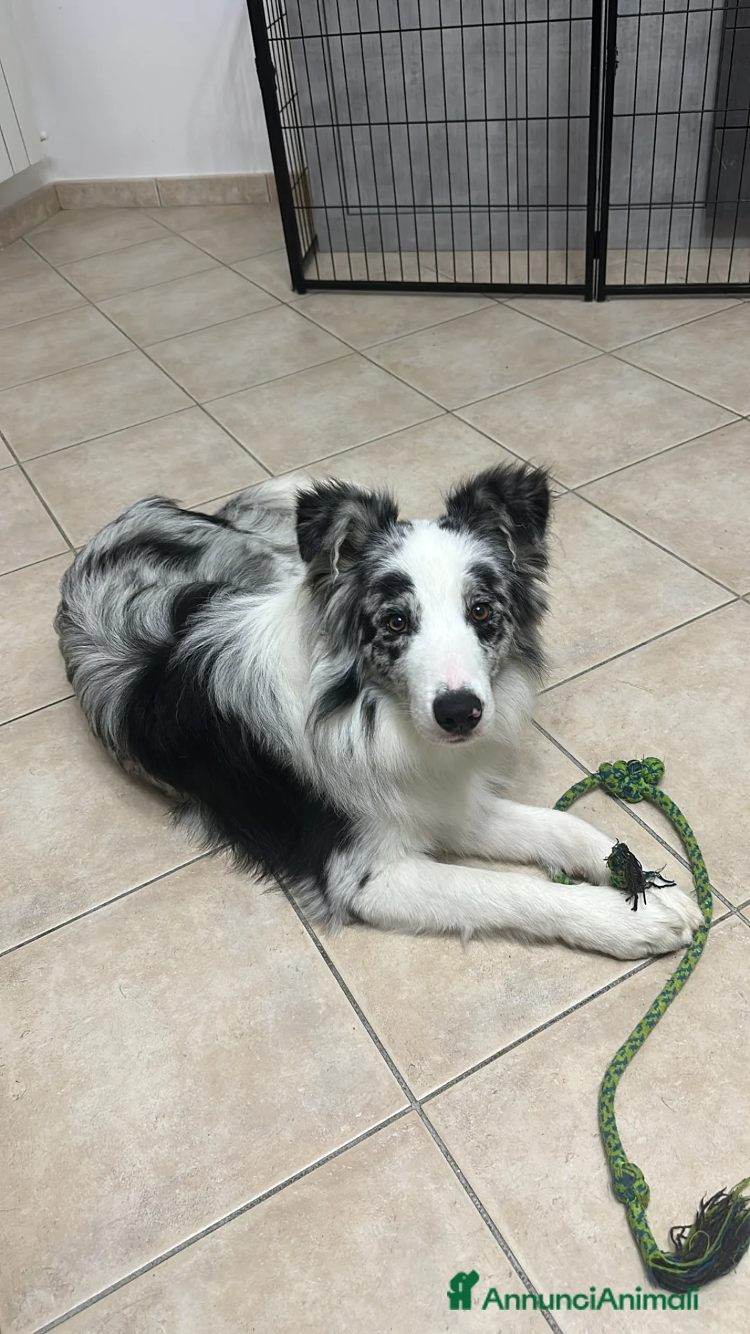 Border Collie cani per accoppiamento: Border Collie maschio Blue Merle per monta - Annuncio 1