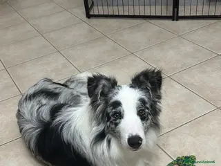 Border Collie cani Border Collie maschio Blue Merle per monta - Annuncio 1