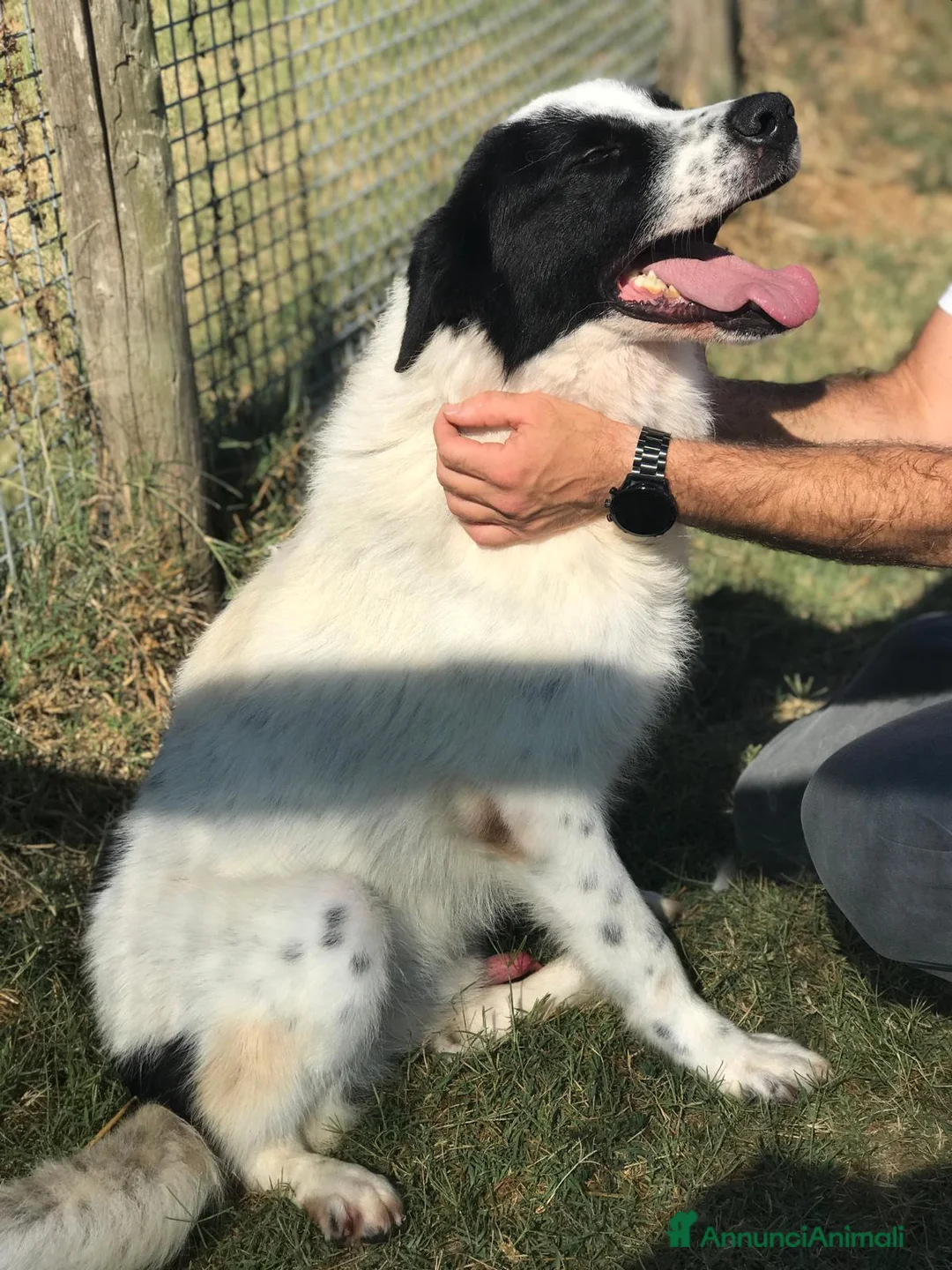 Meticcio cani in regalo: BUFFALO, CHE TIPO SIMPATICO a Provincia di Latina - Annuncio 3
