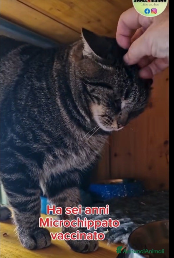 Europeo gatti Micione tigrato FIV+asintomatica SOS XBOSCO.ROMA a Città metropolitana di Milano - Annuncio 2