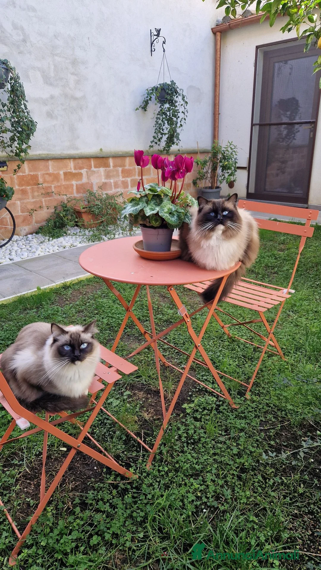 Ragdoll gatti in vendita: Cuccioli Gatti Ragdoll  - Annuncio 2