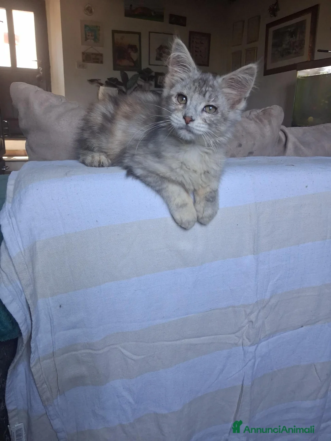 Maine Coon gatti in vendita: Cuccioli maine coon - Annuncio 14