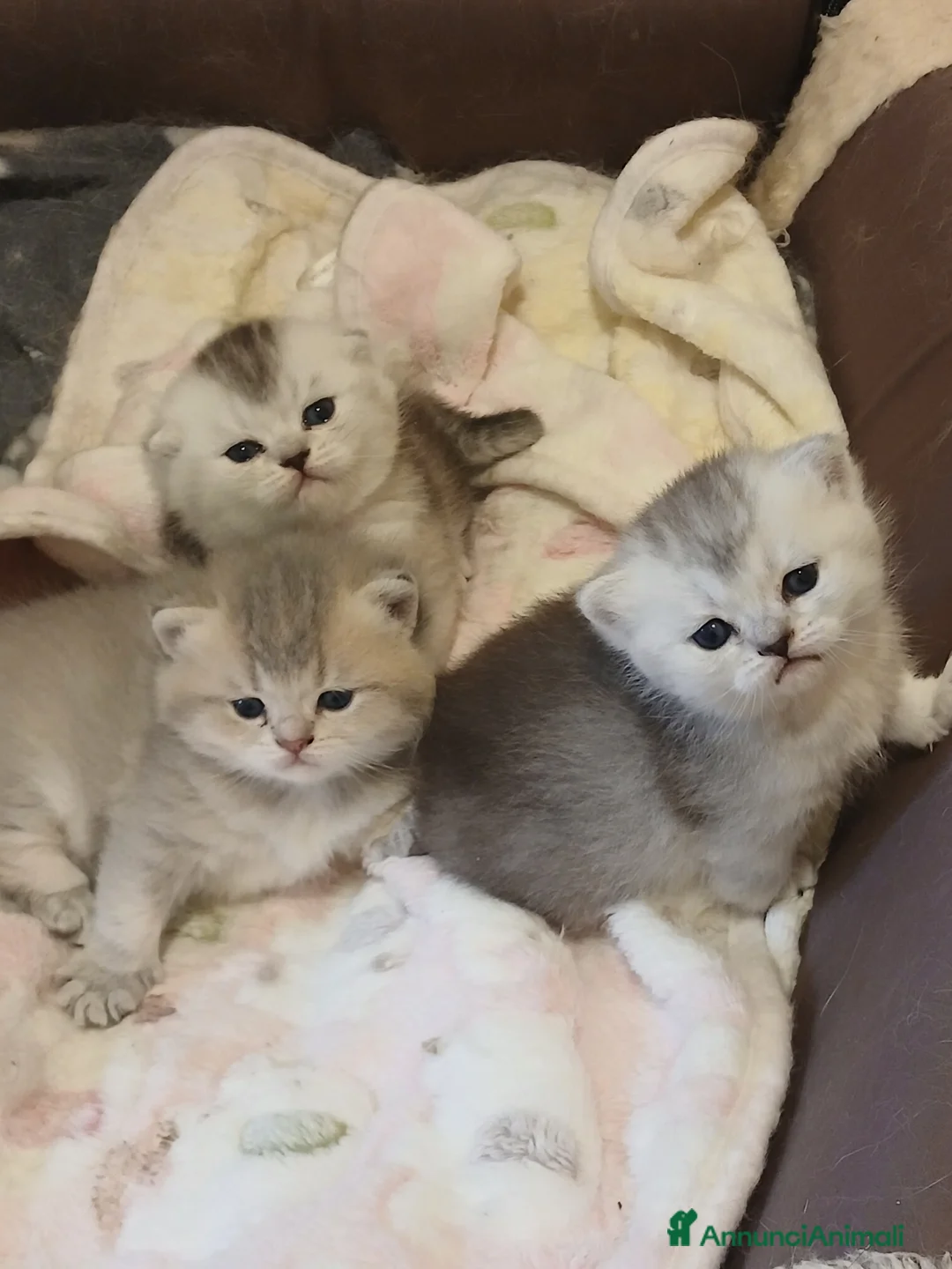 Scottish gatti in vendita: Cuccioli Fold  - Annuncio 1