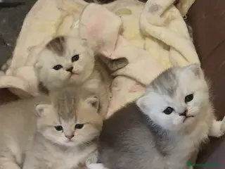 Scottish gatti Cuccioli Fold - Annuncio 16