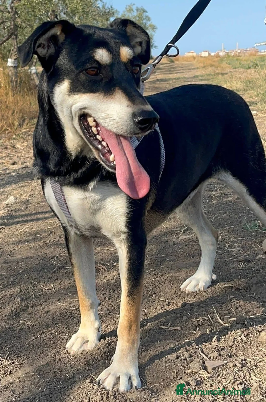 Meticcio cani in regalo: Tiana - Annuncio 5