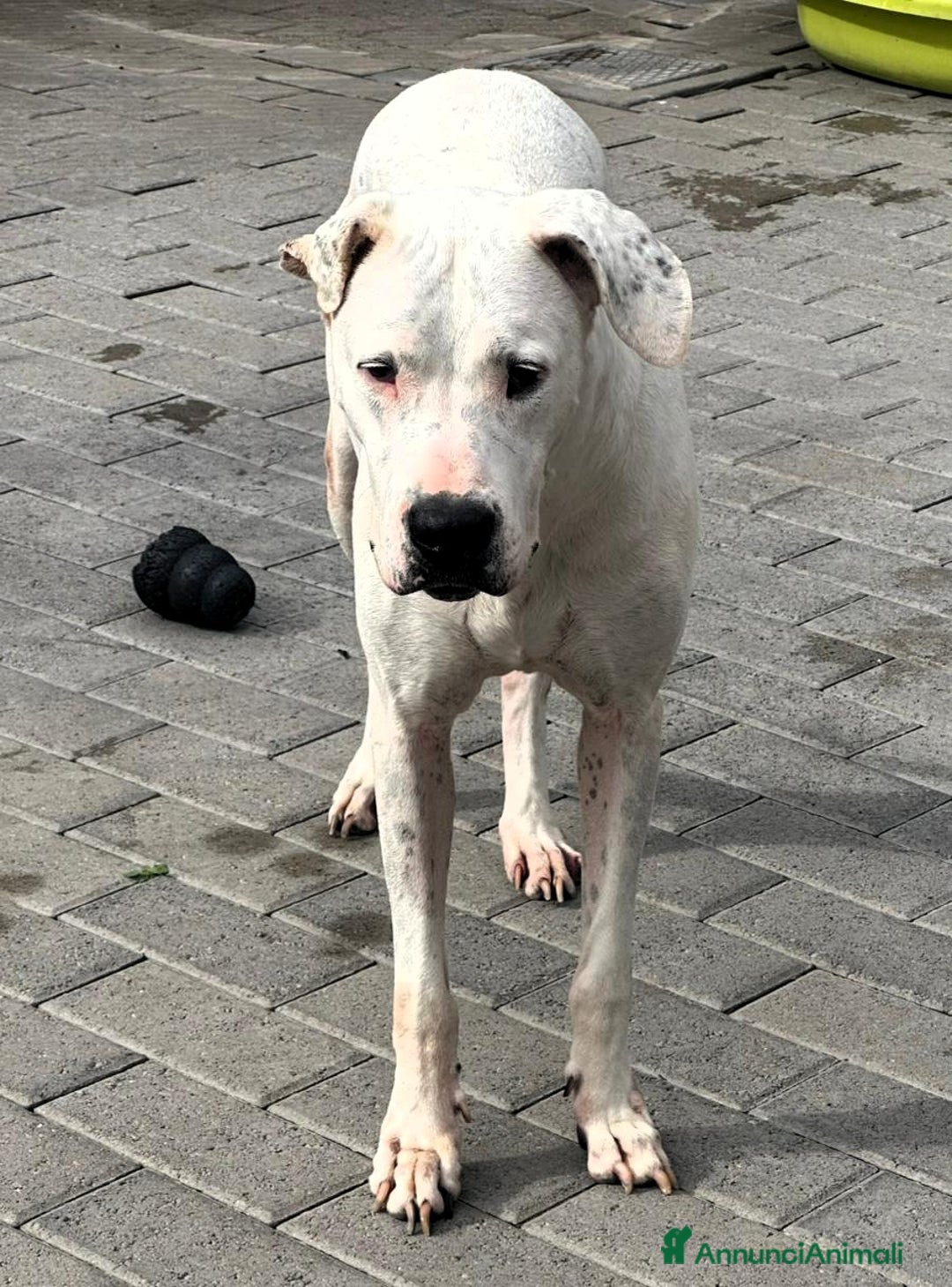 Meticcio cani in regalo: LOLA DOGO ARGENTINO - Annuncio 7