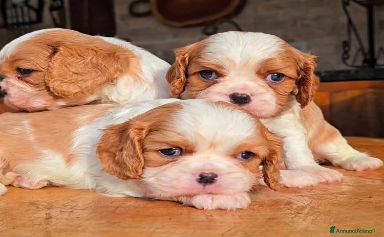 Cavalier King cani a Provincia di Verona - Annuncio 4