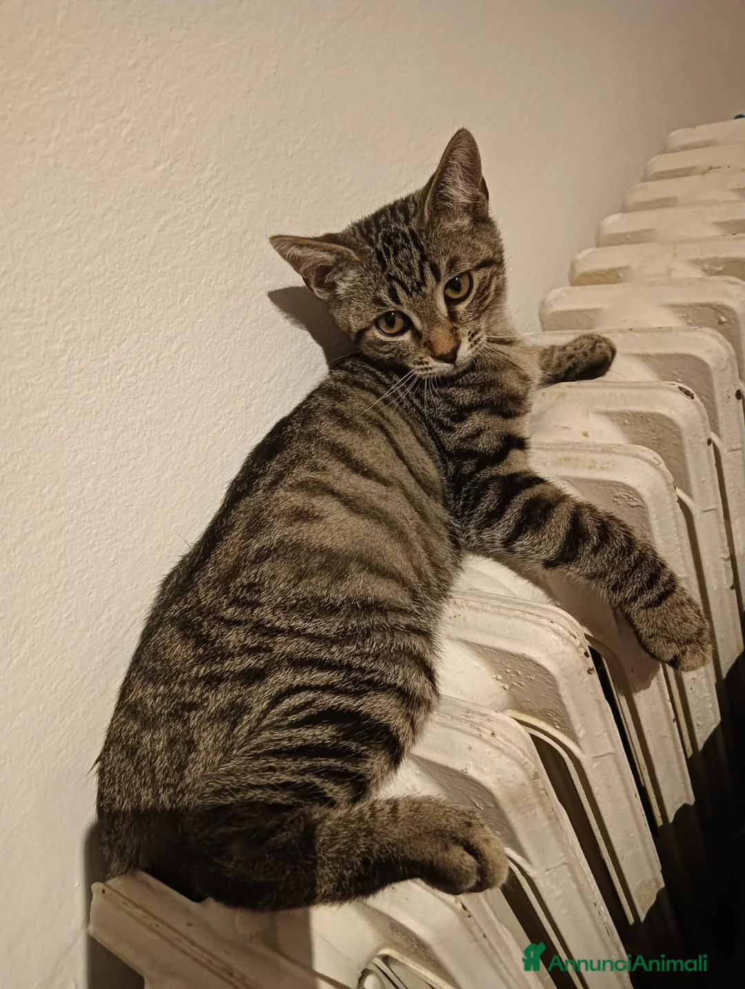 Meticcio gatti in regalo: Cacao miciotto tigrato di sei mesi  - Annuncio 8