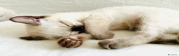Siamese gatti in vendita: Gattini Siamese Thai / Neva Masquarada a Città metropolitana di Milano - Annuncio 15