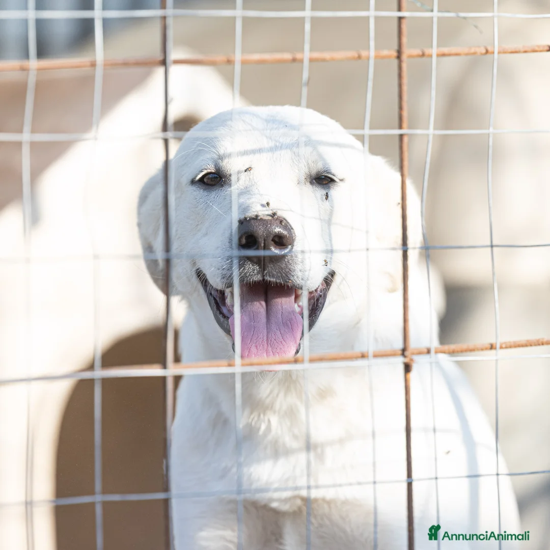 Meticcio cani in regalo: Shiro e Scooby troppo belli ma sfortunati!NAPOLI a Città Metropolitana di Milano - Annuncio 3