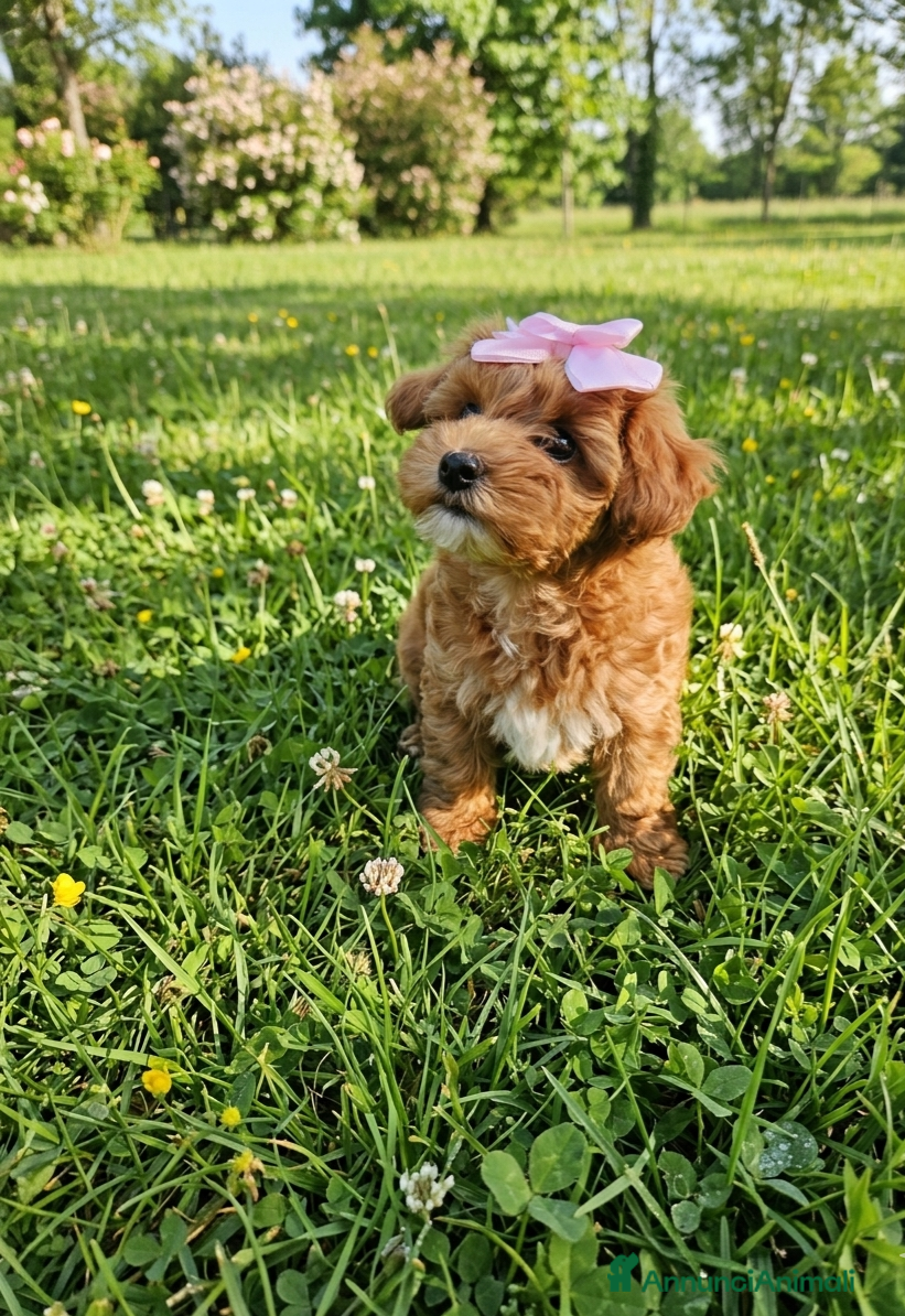 Maltipoo cani Cucciola maltipoo toy red  - Annuncio 1