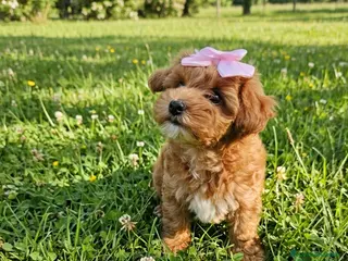 Maltipoo cani Cucciola maltipoo toy red - Annuncio 1