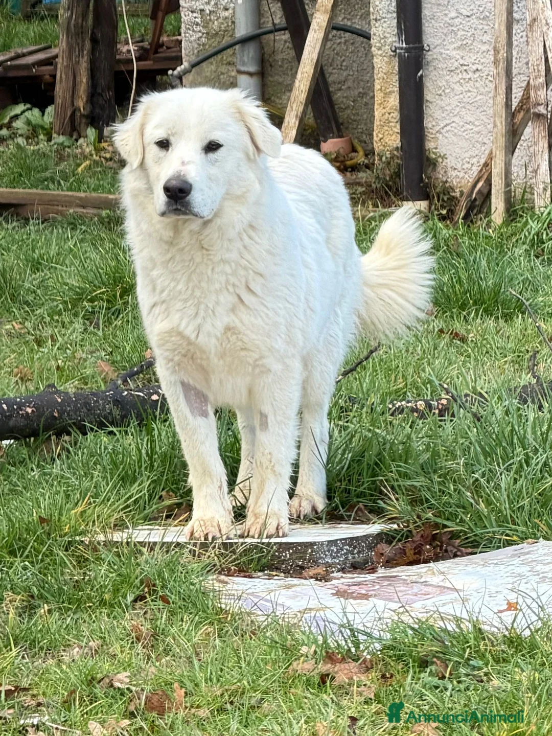 Pastore Maremmano cani in regalo: SUMMER cucciolona socievole taglia grande - Annuncio 3