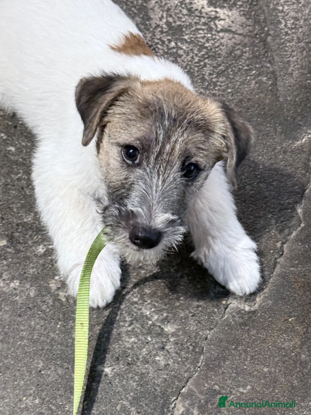 Jack Russell cani in vendita: Maschio pelo ruvido  - Annuncio 1
