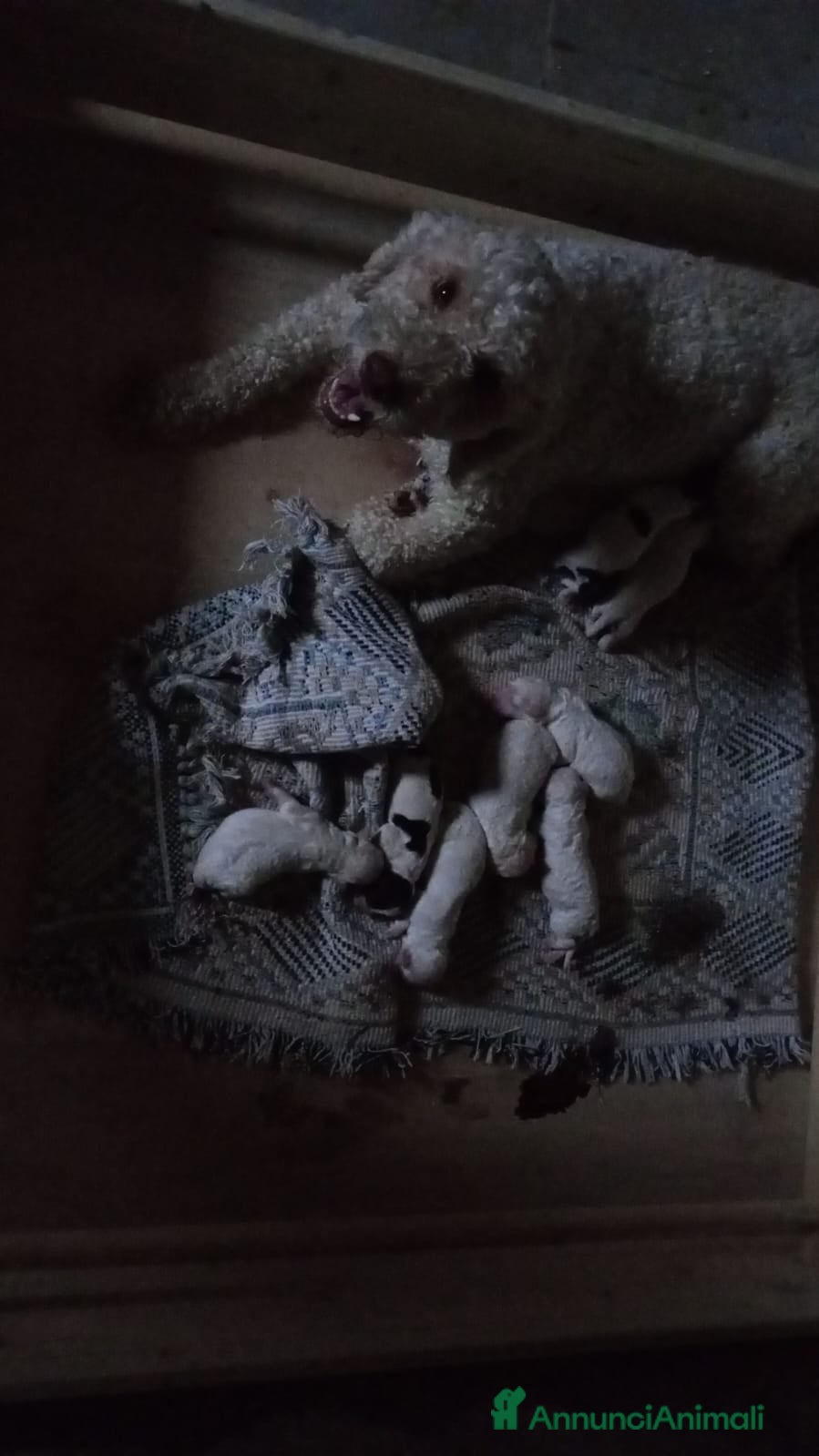 Lagotto cani Cuccioli di Lagotto romagnolo  - Annuncio 6
