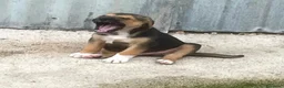 Meticcio cani in regalo: Il piccolo Tarzan aspetta te - Annuncio 7