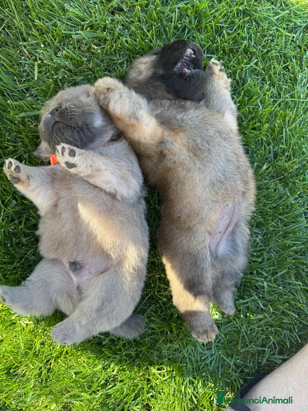 Chow Chow cani in vendita: 🐾 Cuccioli di Chow Chow presto disponibili! 🐾 - Annuncio 2