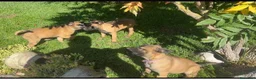 Pastore Belga cani in vendita: Femmine Pastore Belga Malinois - Annuncio 5