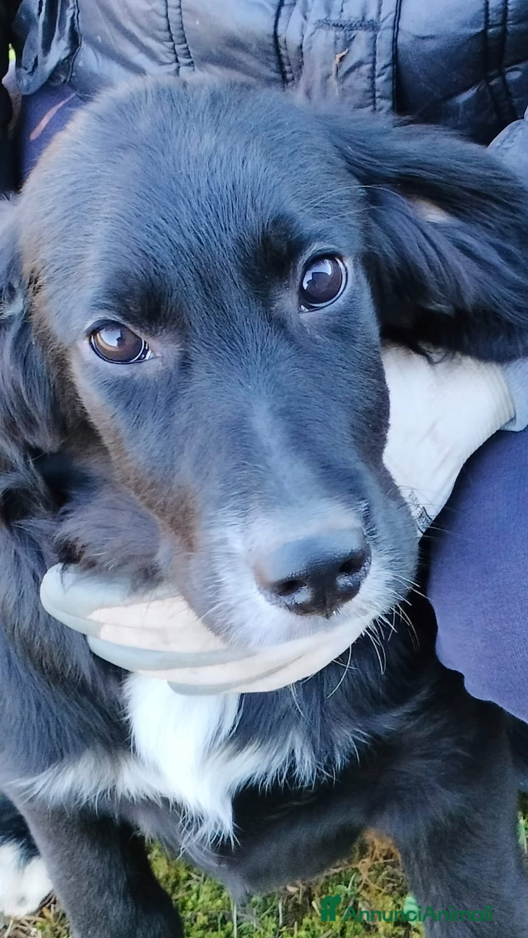 Meticcio cani in regalo: GHALI - Annuncio 2