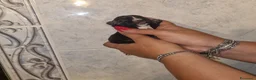 Chihuahua cani in vendita: Cuccioli di chihuahua  - Annuncio 2