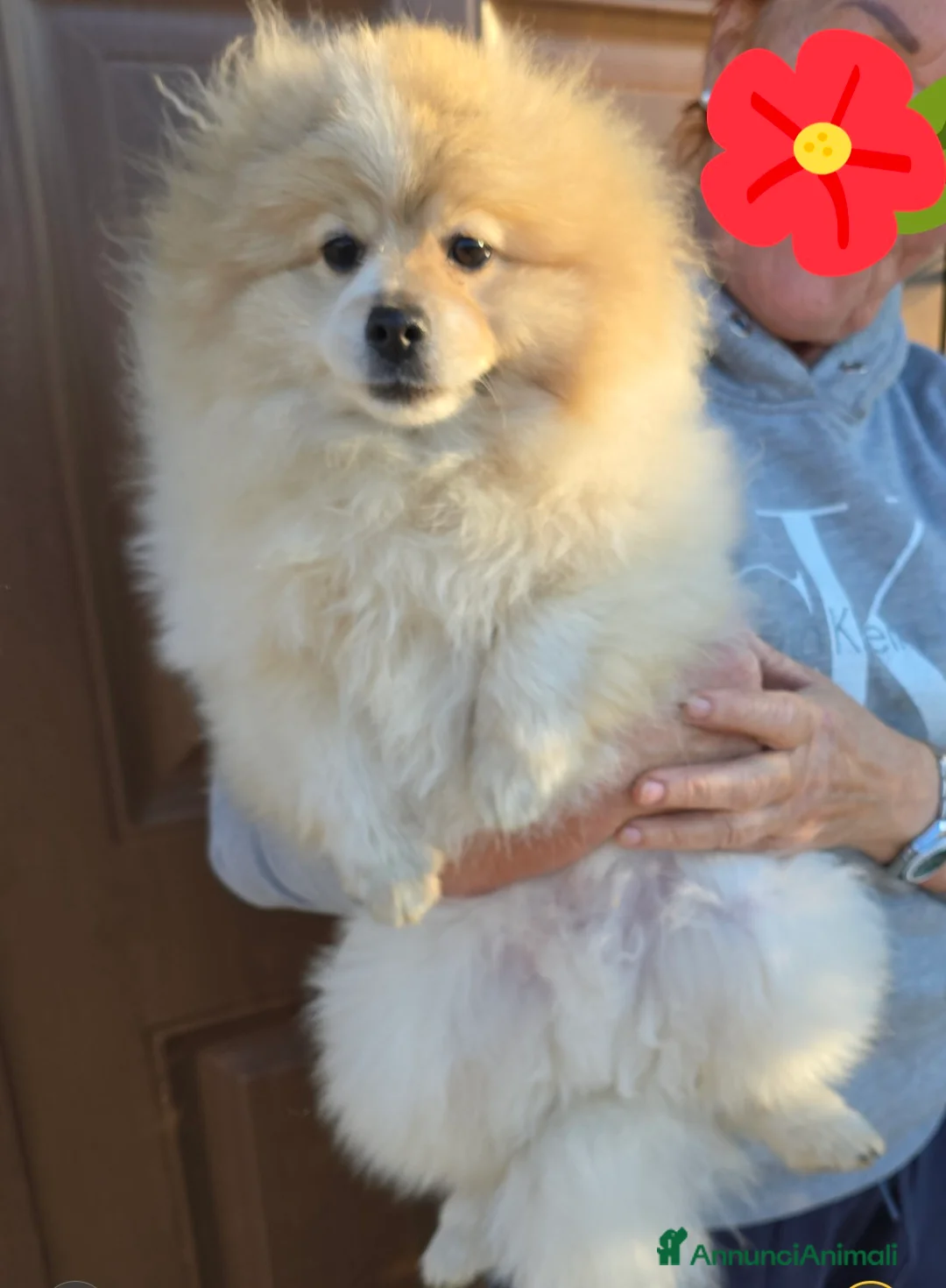 Volpino Pomerania cani in vendita: Volpino di pomerania maschio - Annuncio 2