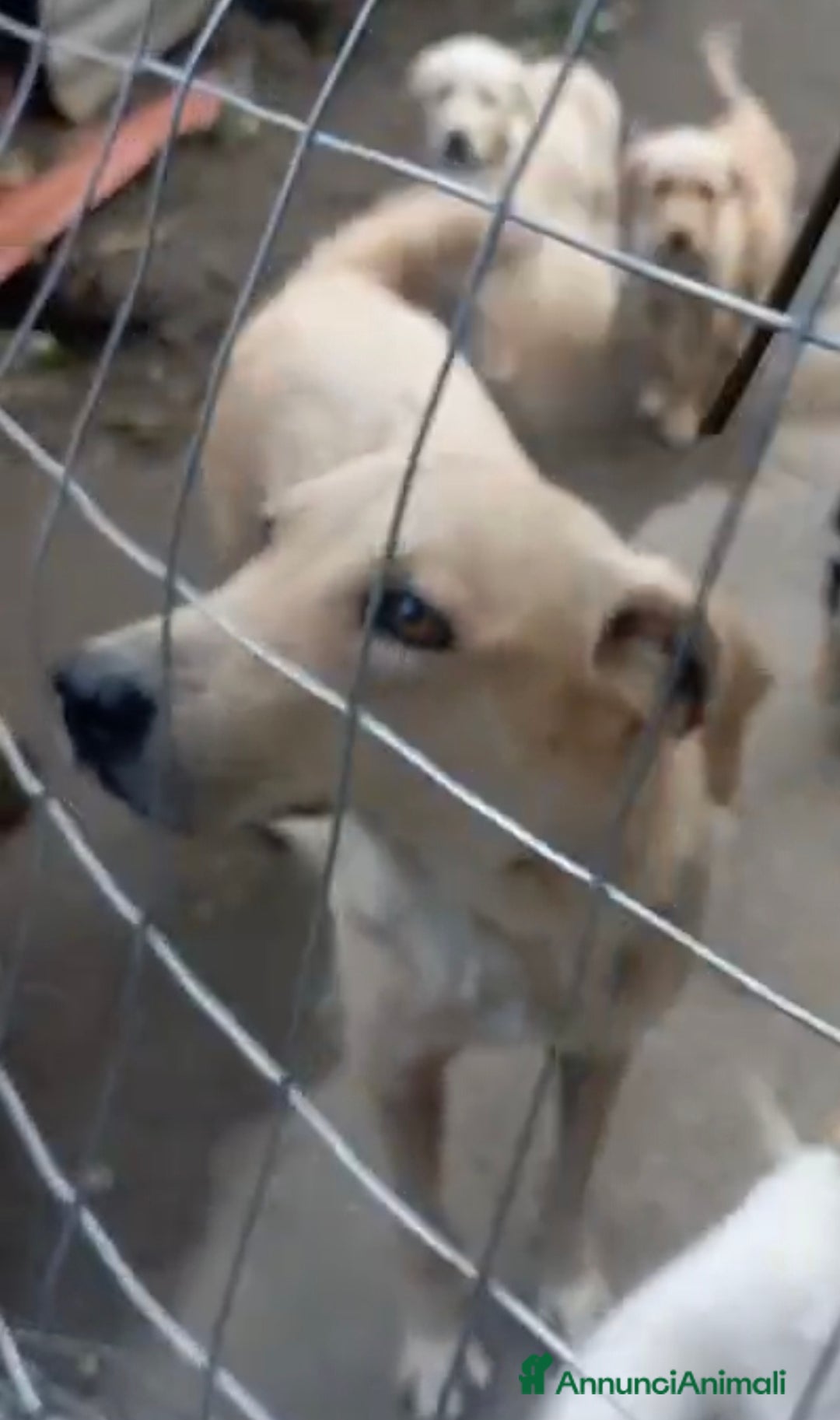 Meticcio cani in regalo: Clyo, simil pastorina!  - Annuncio 3