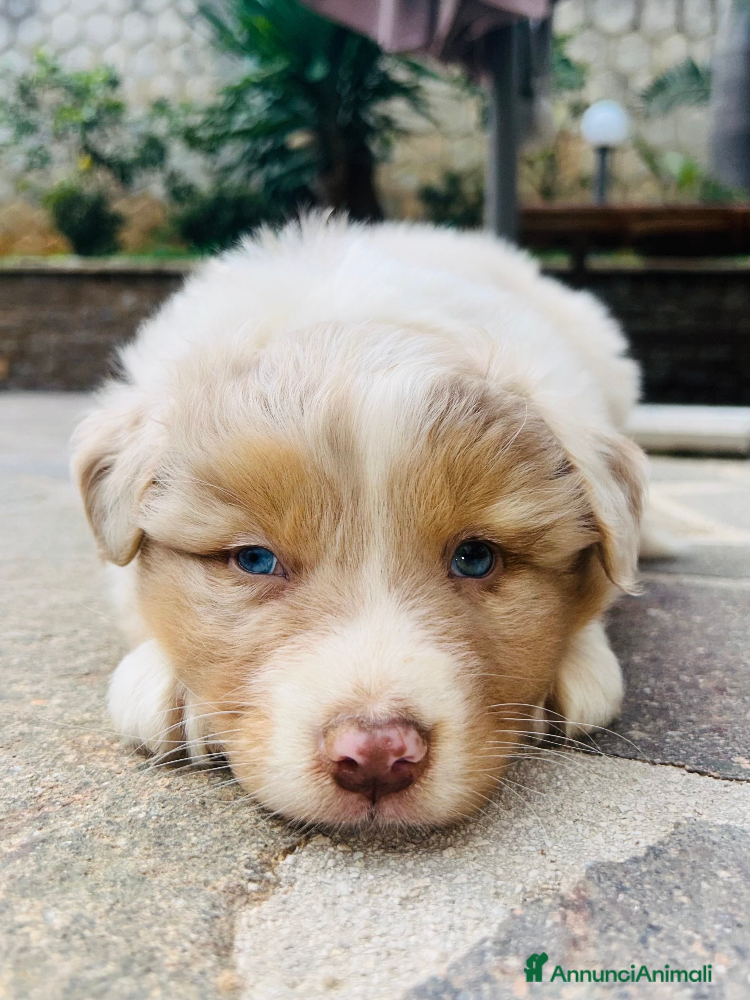 Australian Shepherd cani Cucciolo maschio di pastore australiano  - Annuncio 2