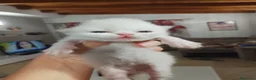 Persiano gatti in vendita: Gattini persiani  - Annuncio 16