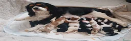 Cavalier King cani in vendita:  cuccioli di Cavalier King Charles Spaniel - Annuncio 2