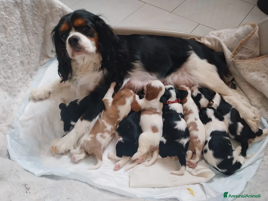 Cavalier King cani in vendita:  cuccioli di Cavalier King Charles Spaniel - Annuncio 2